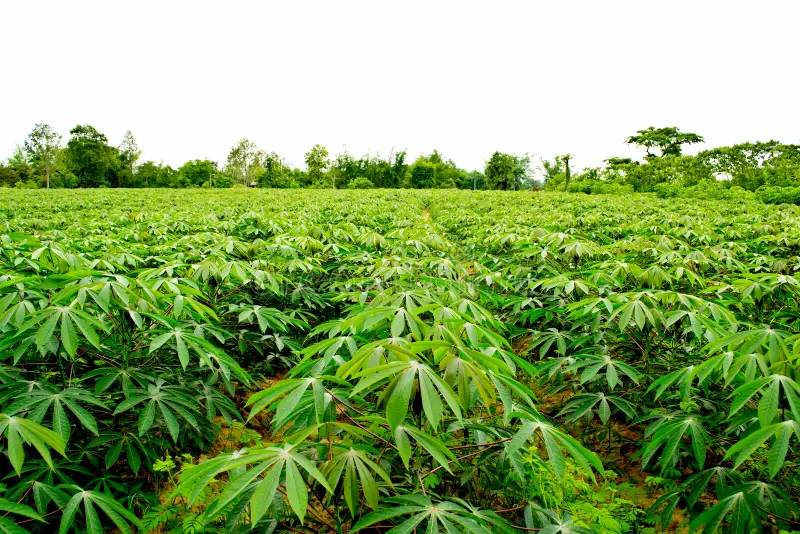Crop Disease Classification