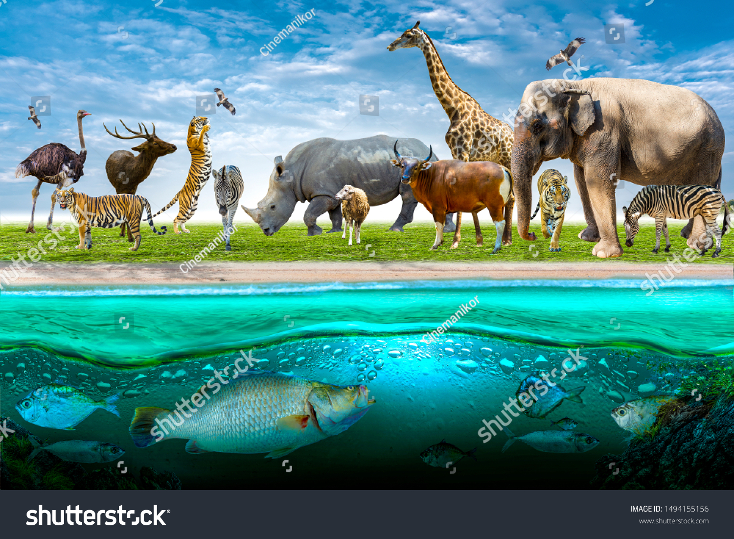 Wildlife Conservation